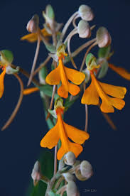 Image result for Habenaria arianae