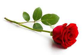 Lalu dia bilang, saya gambar mawar berduri, kang. 47 Gambar Bunga Mawar Merah Berduri Terbaik Lingkar Png