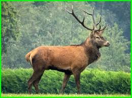 Selamat sore sobat, apa kabar? 250 Daftar Nama Hewan Dalam Bahasa Inggris Lengkap Daftarhewan Com