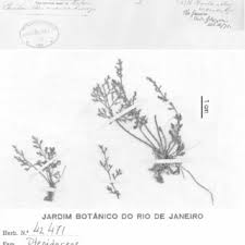 Image result for Cheilanthes schimperi