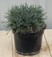 Image result for Ficinia