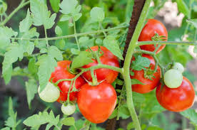 Your garden supply and advice hq. How To Plant Grow And Harvest Tomatoes