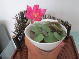 Micro Lotus Bergen Water Gardens Lotus Paradise Indoor Water Garden Water Garden Small Water Gardens