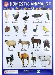 Domestic Animals Charts Souq Uae Animal Pictures For Kids Animal Sounds Animals Name In English