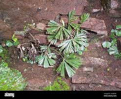 Image result for Actiniopteris semiflabellata