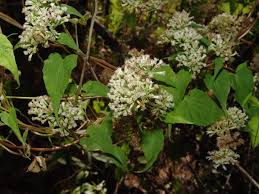 Image result for Gutenbergia trifolia