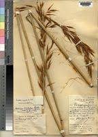 Image result for Tristachya superba