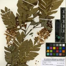 Image result for Crotalaria onobrychis