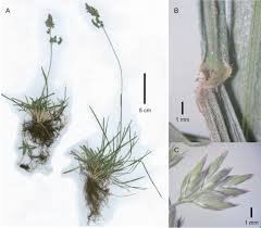 Image result for Poa binata