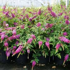 Why you should never plant a butterfly bush again. Lo Behold Ruby Chip Buddleia Wholesale Shrub Liners Spring Meadow Nursery