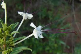Image result for Clerodendrum ternatum