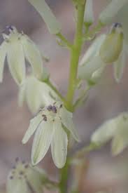 Image result for Tecophilaeaceae
