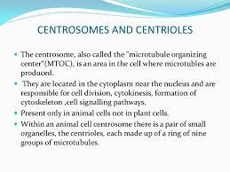 Centrosomes And Centrioles The Centrosome Also Called The Microtubule Organizing Center Mtoc Is An Area In T Animal Cell Cell Organelles Cell Division
