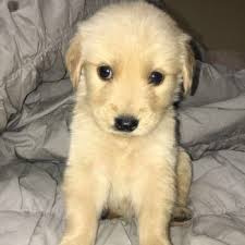 Because we care, and we prove it with our actions. Abc Pet Care Clinic 14 Photos 48 Reviews Veterinarians 3113 E 1st St Tucson Az Phone Number
