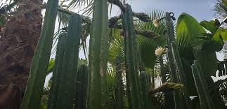 The hills it typically grows on. San Pedro Cactus Growing And Caring For The Trichocereus Pachanoi