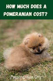Pomeranian Price How Much Are Pomeranians Pomeranian Dog Pomeranian Puppy Pomeranian