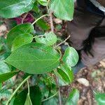 Image result for Scepocarpus