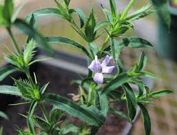 Image result for Barleria boehmii