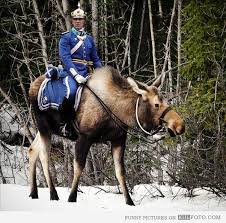 Sweden and canada living comparison. Do Canadians Actually Ride Moose Or Is This Just An Urban Legend Quora
