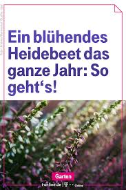 Erica Und Calluna Kombinieren So Hat Man Ein Bluhendes Heidebeet Das Ganze Jahr Heide Pflanzen Heidekraut Und Heidegarten