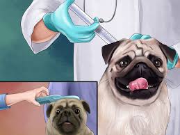 4 Ways To Care For A Pug Wikihow