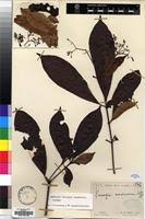 Image result for Rauvolfia mombasiana