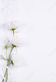 Flowers come in shades of pink, gold, white or orange. Greeting Card With White Flowers On A White Background Stock Photo Picture And Royalty Free Image Image 86894602