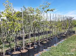 Image result for Celtis africana