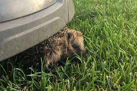 Im tierisches im garten forum im bereich allgemeines rund um garten, pflanzen & co; Rasenroboter Gefahr Fur Igel Und Andere Kleintiere Lbv Gemeinsam Bayerns Natur Schutzen