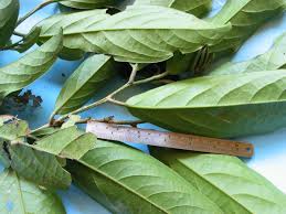 Image result for Putranjivaceae