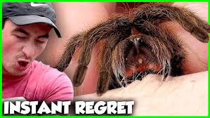 Image result for Tarantula Bite