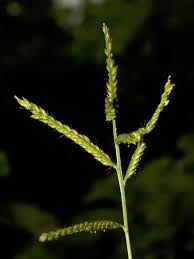Image result for Urochloa panicoides