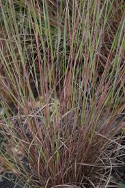 (=andropogon scoparium) a recent discovery of a native grass, which used to be widely distributed all over the great plains. Three Great Grasses For Fall Gardeninacity