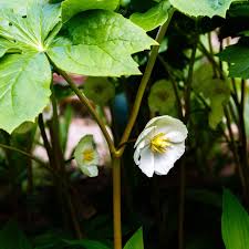 Image result for Podophyllum  peltatum