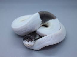 Axanthic Black Pewter Ball Python Super Black Pastel Champagne Morph List World Of Ball Pythons Ball Python Ball Python Morphs Pet Snake
