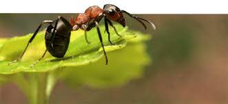 If you have pest problems call us today for a free quote! A Pest Control Comapany You Can Trust All Seasons Pest Control