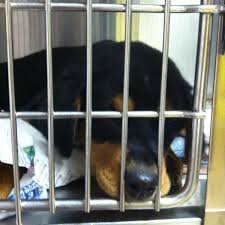 Tri County Humane Society Saint Cloud Mn