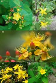 Image result for Hypericum aethiopicum