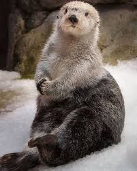 When Pose Is Naturally Living Those Are The Photos I Find Beauty In Happy Worldotterday Sea Otters Are A Keyst Keystone Species Sea Otter Otters