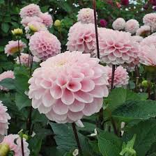 Check spelling or type a new query. Dahlia Floraison Taille Et Entretien Jardin Fleurs Coupees Idees De Jardin Fleur Jardin Rose