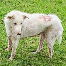 Image result for scabies dogs detail