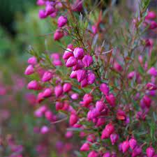 Boronia Heterophylla Boronie A Floraison Estivale Rose Spectaculaire Fleurs Australiennes Jardin Rose Arbuste