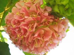 Image result for Dombeya lastii