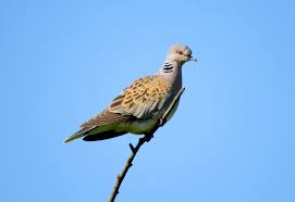 The dimensions we can't even see. What Is A Turtle Dove Operation Turtle Dove