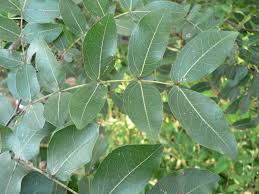 Image result for Brachystegia boehmii
