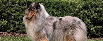 We offer the greatest selection of breeders in pennsylvania. Collie Dog Breed Profile Petfinder