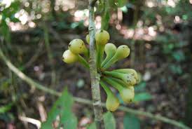 Image result for Dolichopentas