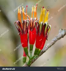 Image result for Loranthaceae