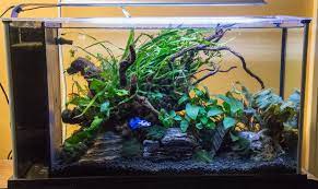 Check spelling or type a new query. 67 Beginner Aquascaping Ideas Aquarium Aquascape Fish Tank