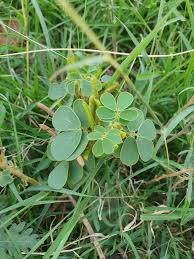 Image result for Senna tora